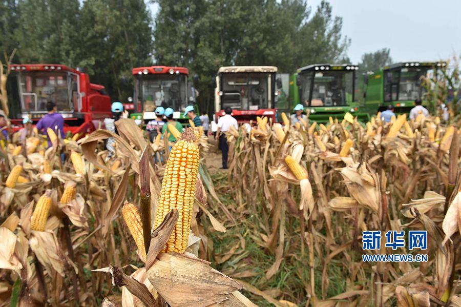 沁陽:玉米收割不用掰不用曬,地頭收地頭賣 沁陽:玉米收割不用掰不用曬,地頭收地頭賣